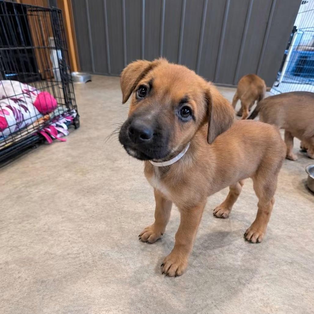 Enlarge Clove, a Adoptable mixed breed in Tomah, WI image 2/4