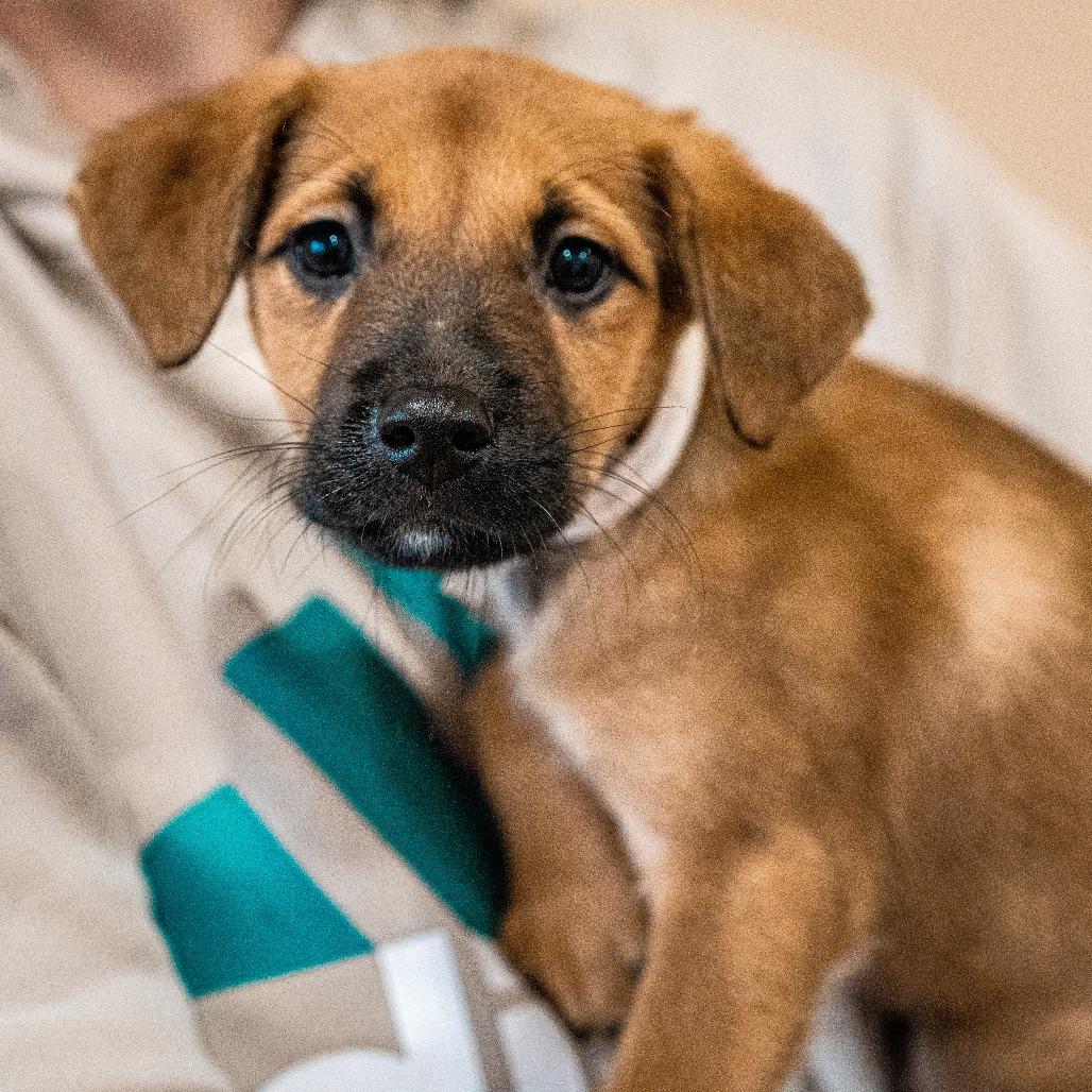 Enlarge Clove, a Adoptable mixed breed in Tomah, WI image 3/4