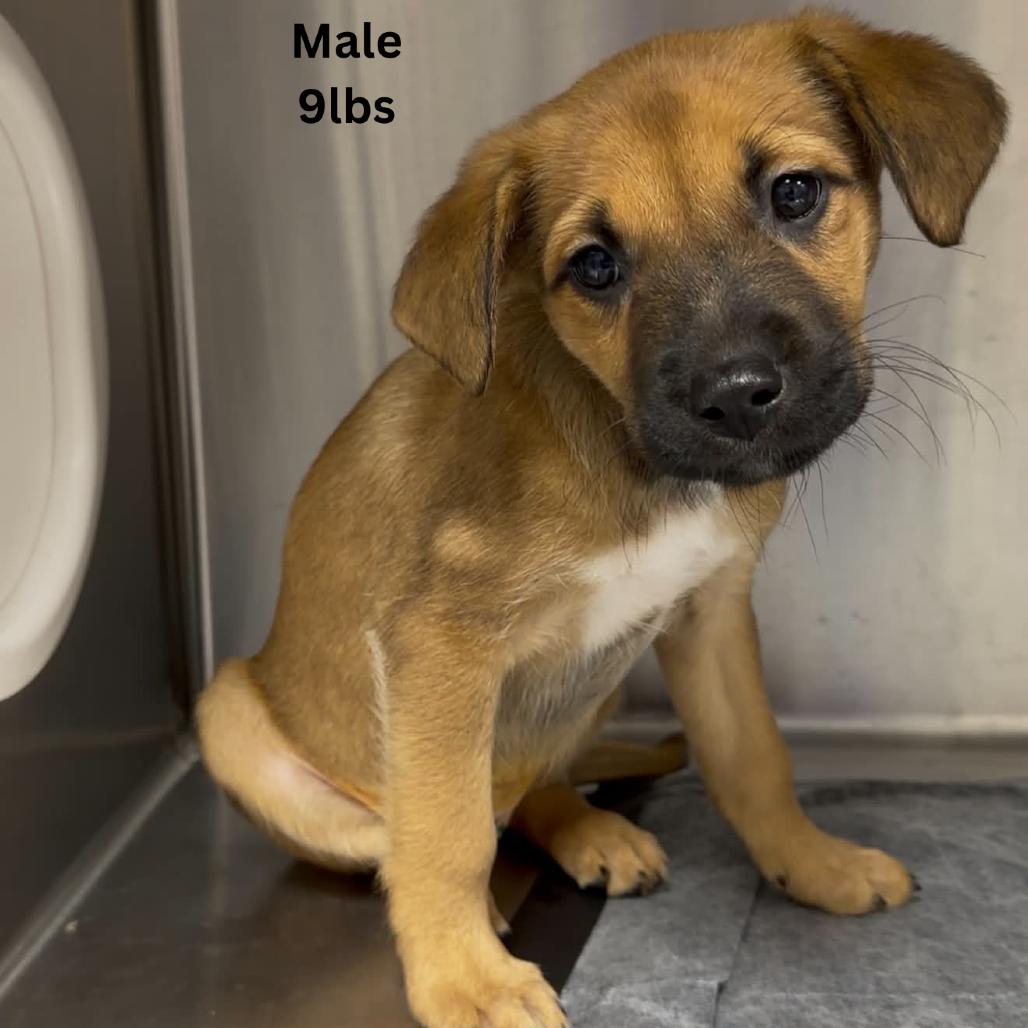 Enlarge Clove, a Adoptable mixed breed in Tomah, WI image 4/4