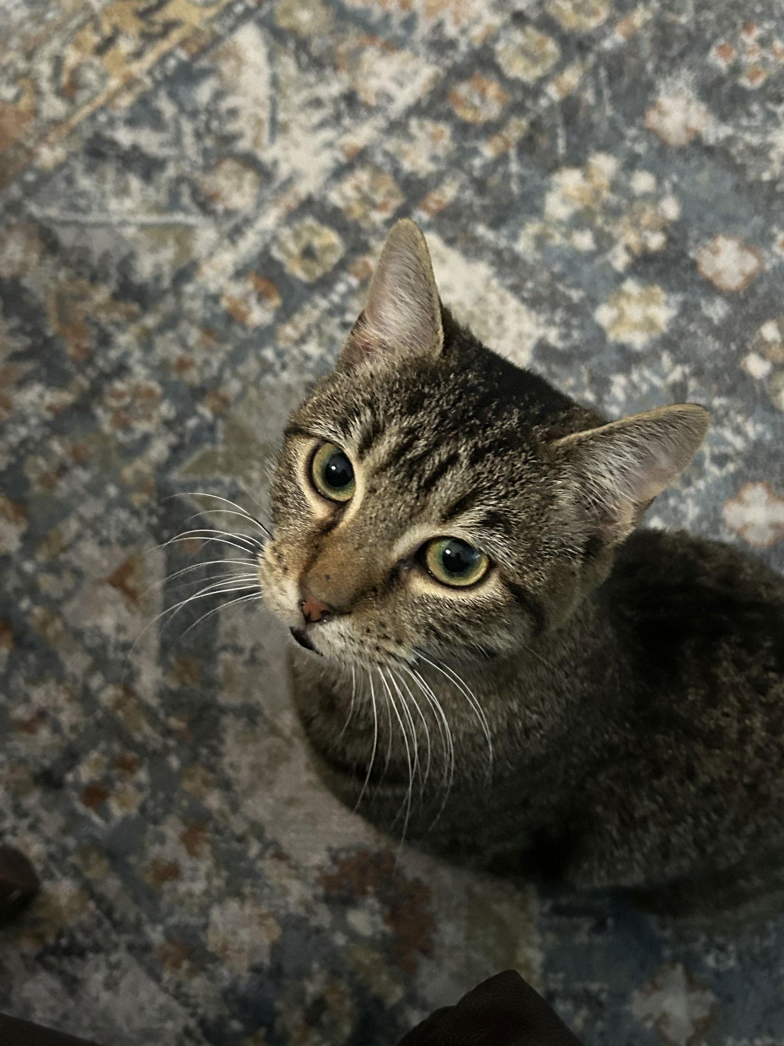 Risu, Adoptable, Adult Male Tabby.