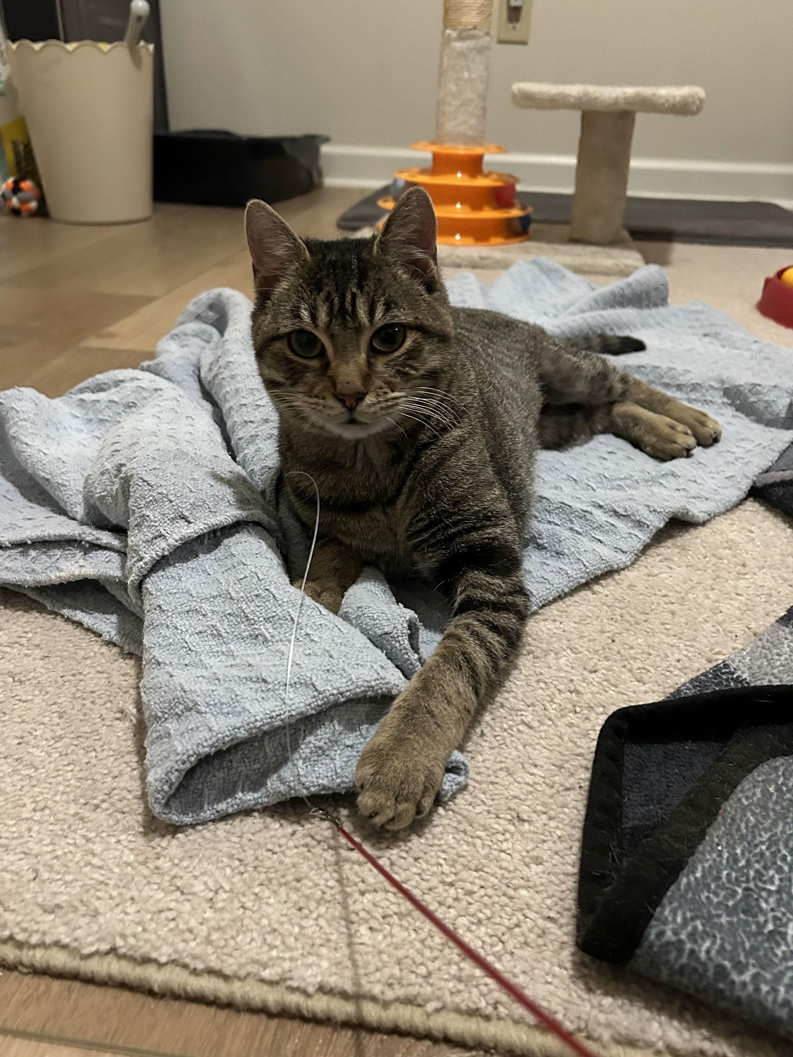 Enlarge Risu, a Adoptable Tabby in Horn Lake, MS image 2/3