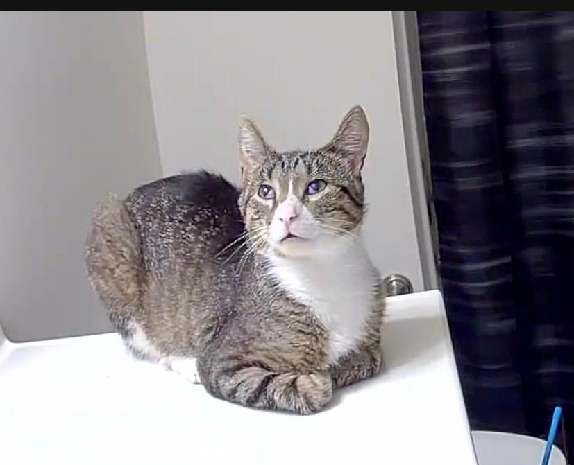 Enlarge Oliver, a Adopted Domestic Short Hair in Schererville, IN image 1/3