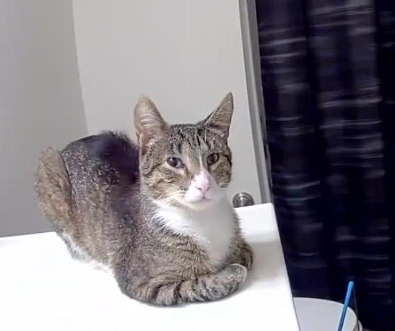 Enlarge Oliver, a Adopted Domestic Short Hair in Schererville, IN image 2/3