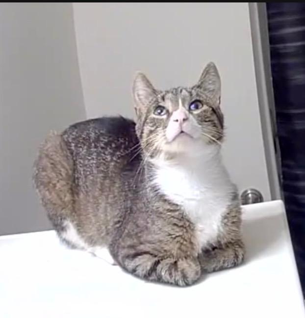 Enlarge Oliver, a Adopted Domestic Short Hair in Schererville, IN image 3/3