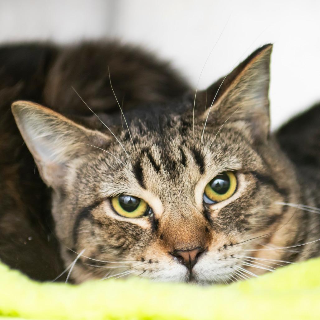 Love, Adoptable, Young Female Domestic Short Hair.