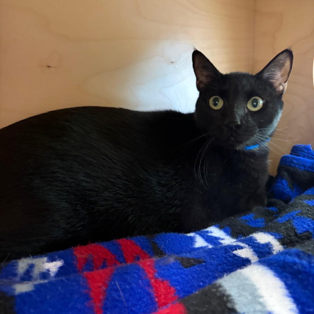 Soulja Boy, Adoptable, Adult Male Domestic Short Hair.