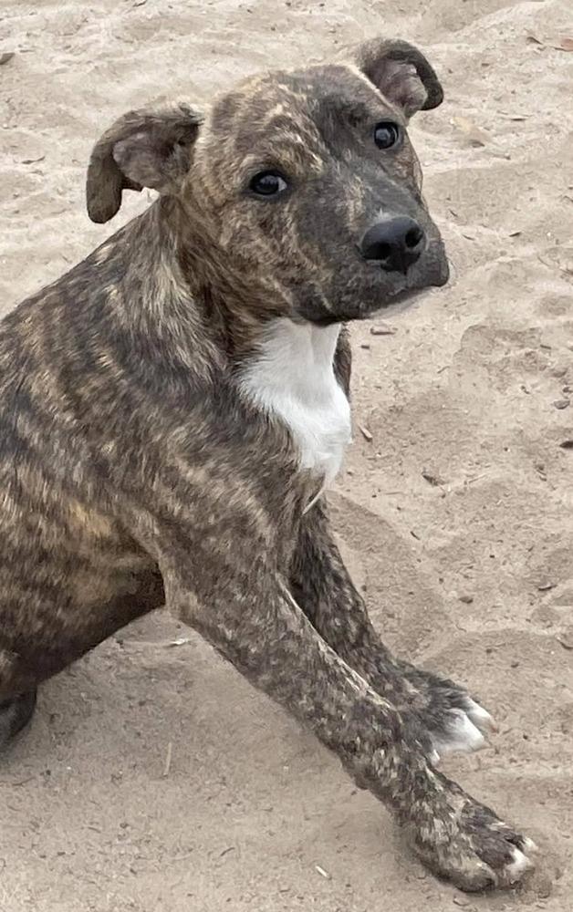 Tike, a Adoptable mixed breed in Marianna, FL image 1/2