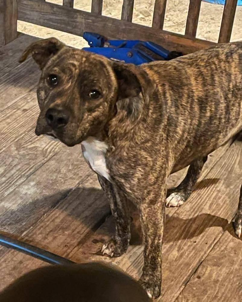 Tike, a Adoptable mixed breed in Marianna, FL image 2/2