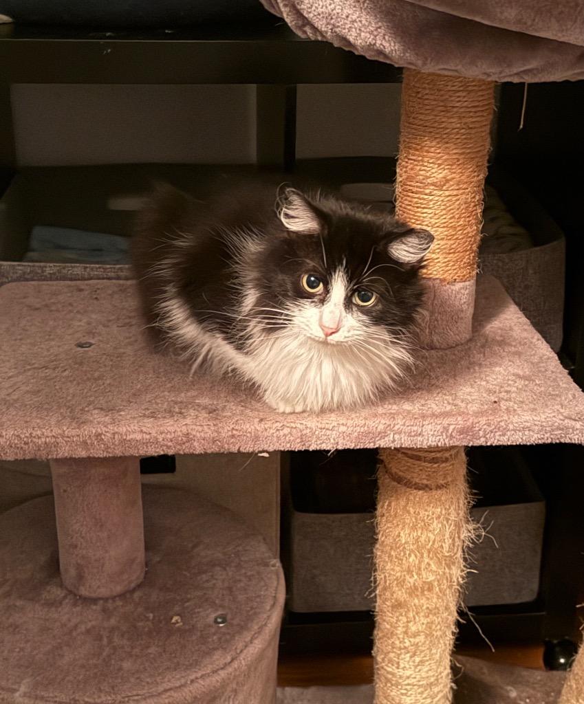 RuPawl, Adoptable, Kitten Female Domestic Long Hair.