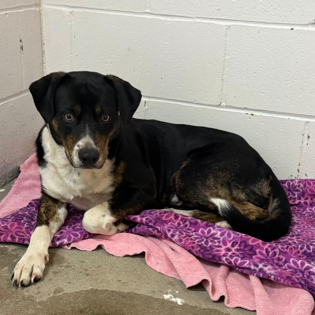 Joe, Adoptable, Young Male Basset Hound & Mixed Breed.