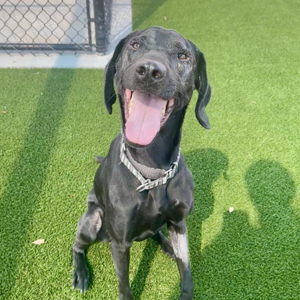 Scuba, Adoptable, Adult Female Black Labrador Retriever.