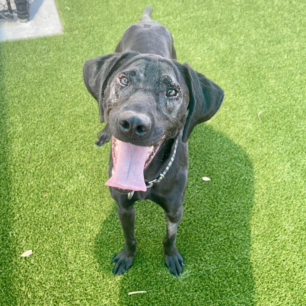 Enlarge Scuba, a Adoptable mixed breed in Bradenton, FL image 2/2