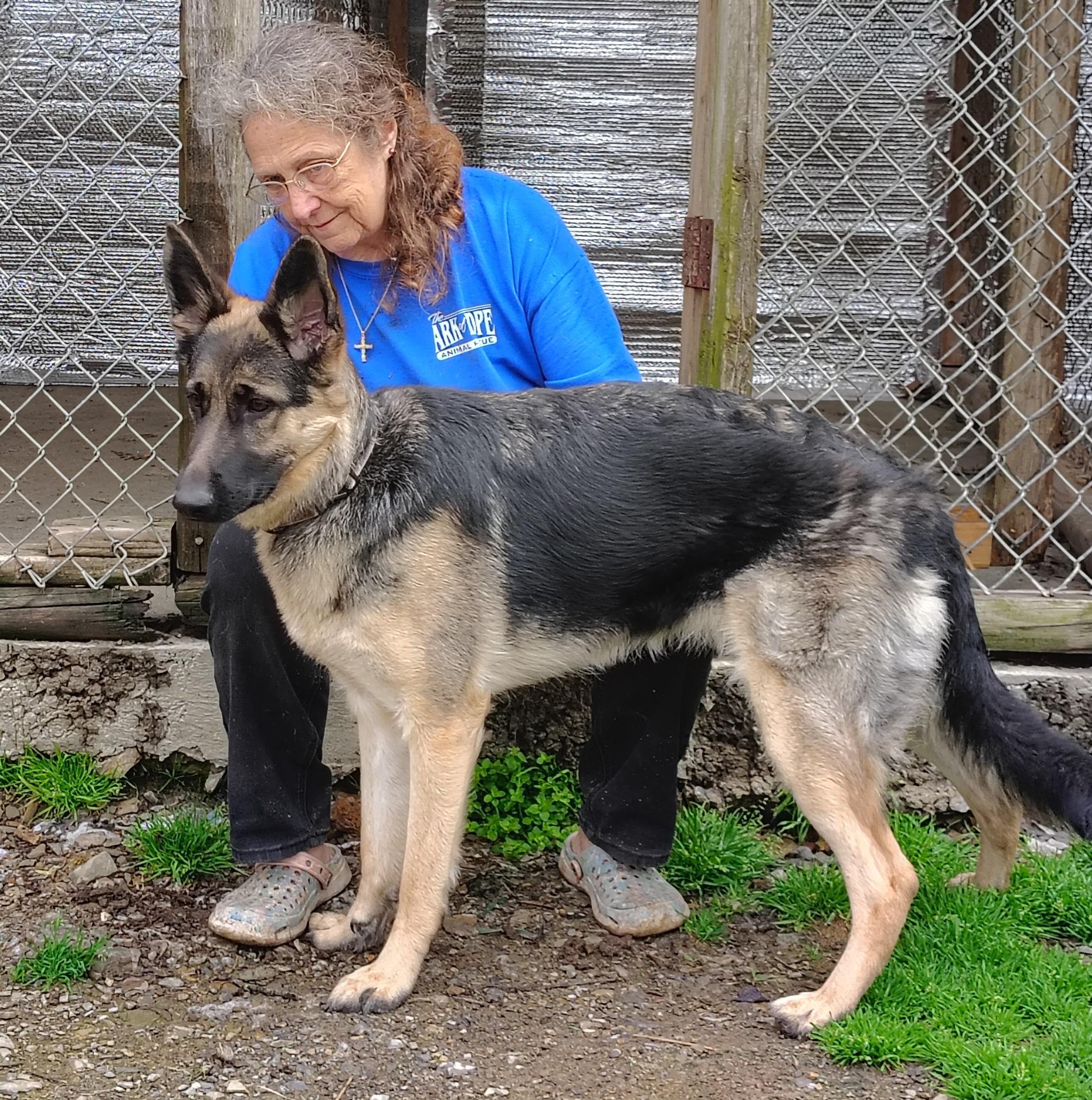 Enlarge Sophie, a ADOPTABLE German Shepherd Dog in Oldtown, MD image 2/3