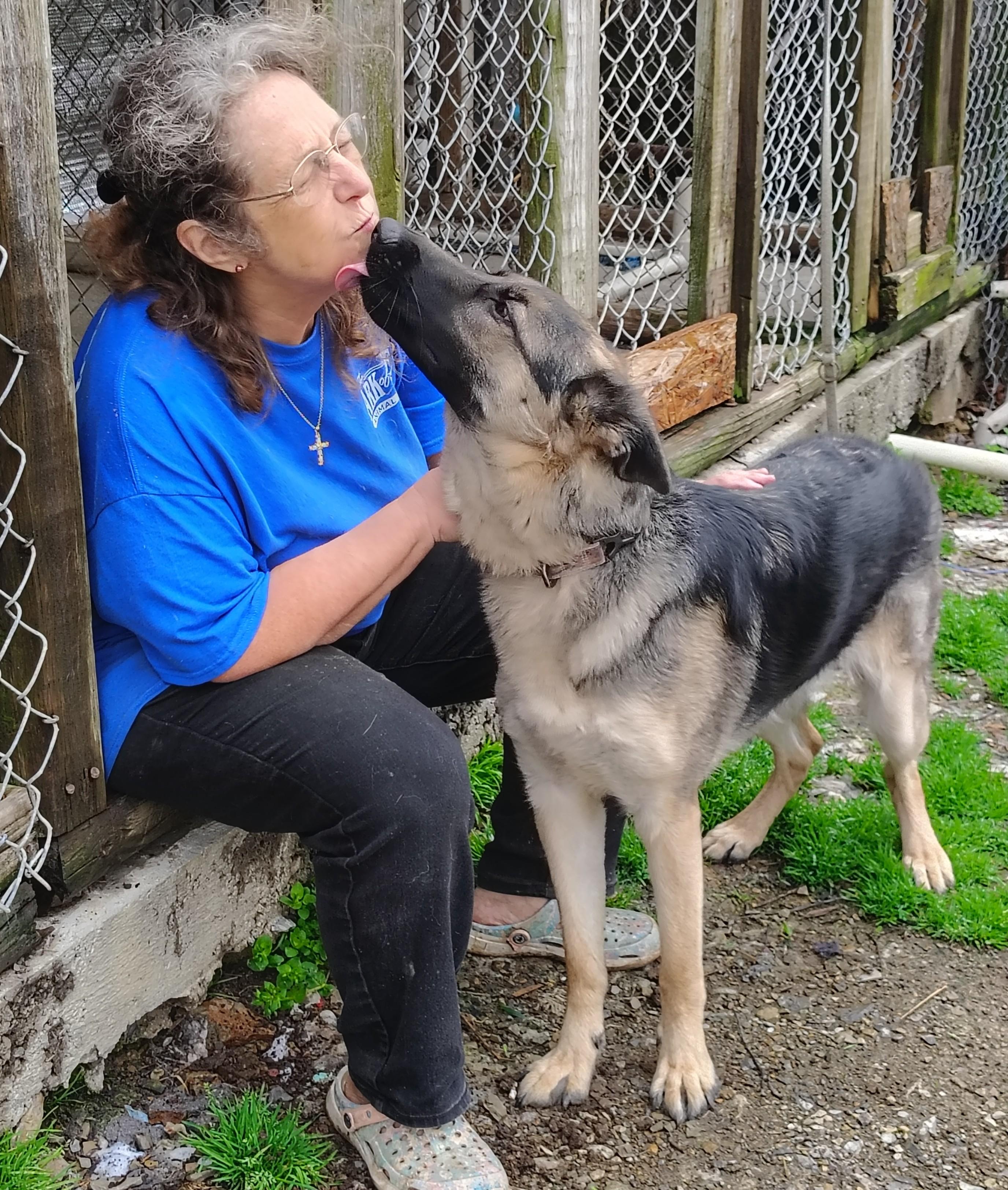 Enlarge Sophie, a ADOPTABLE German Shepherd Dog in Oldtown, MD image 3/3
