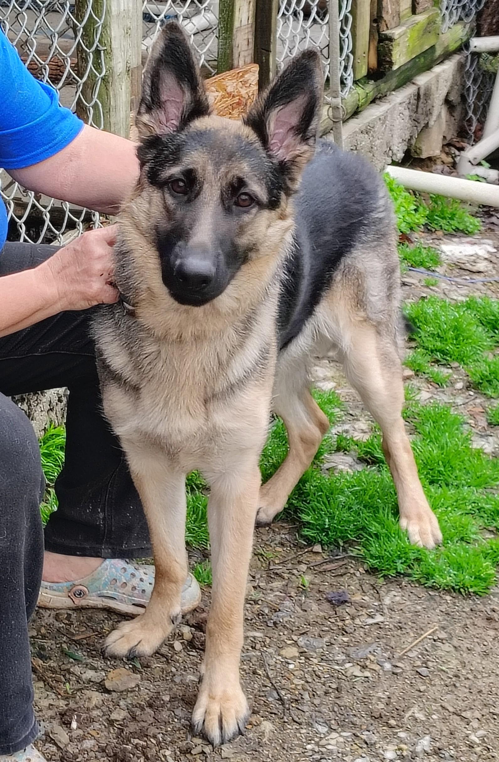Sophie, ADOPTABLE, Young Female German Shepherd Dog.