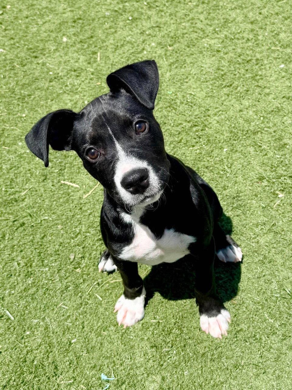 Enlarge Loki, a Adoptable mixed breed in GILBERTS, IL image 2/3