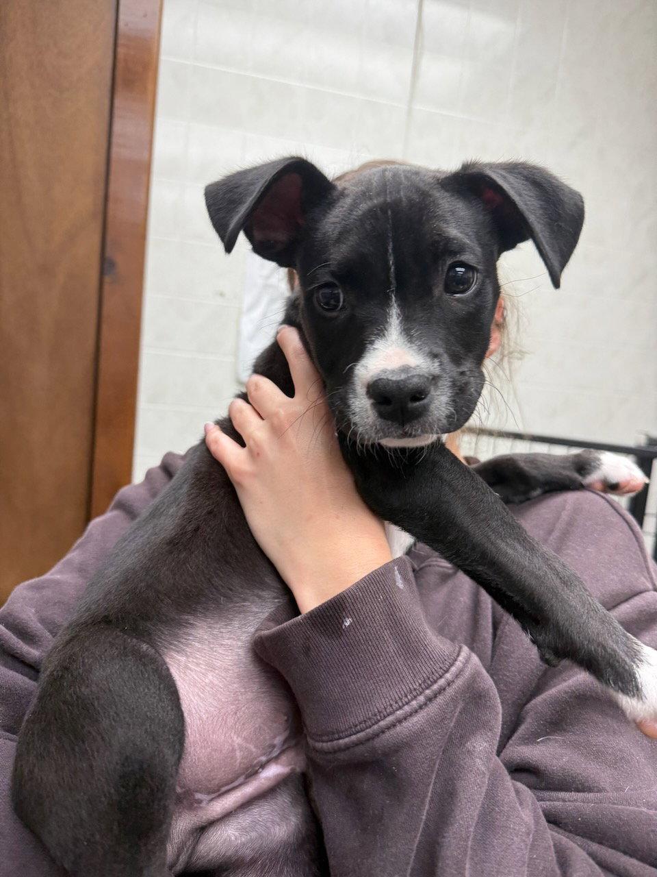 Loki, a Adoptable mixed breed in GILBERTS, IL image 2/3