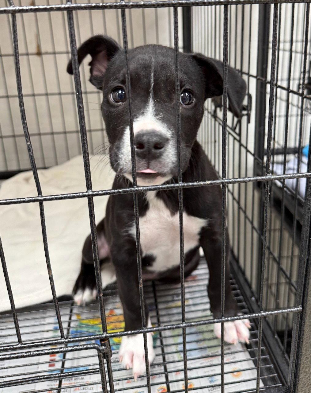Loki, a Adoptable mixed breed in GILBERTS, IL image 3/3
