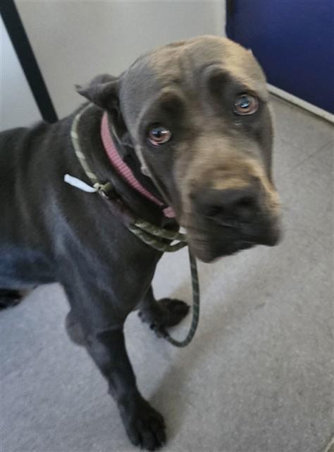 GLINDA, Adoptable, Young Female Cane Corso.