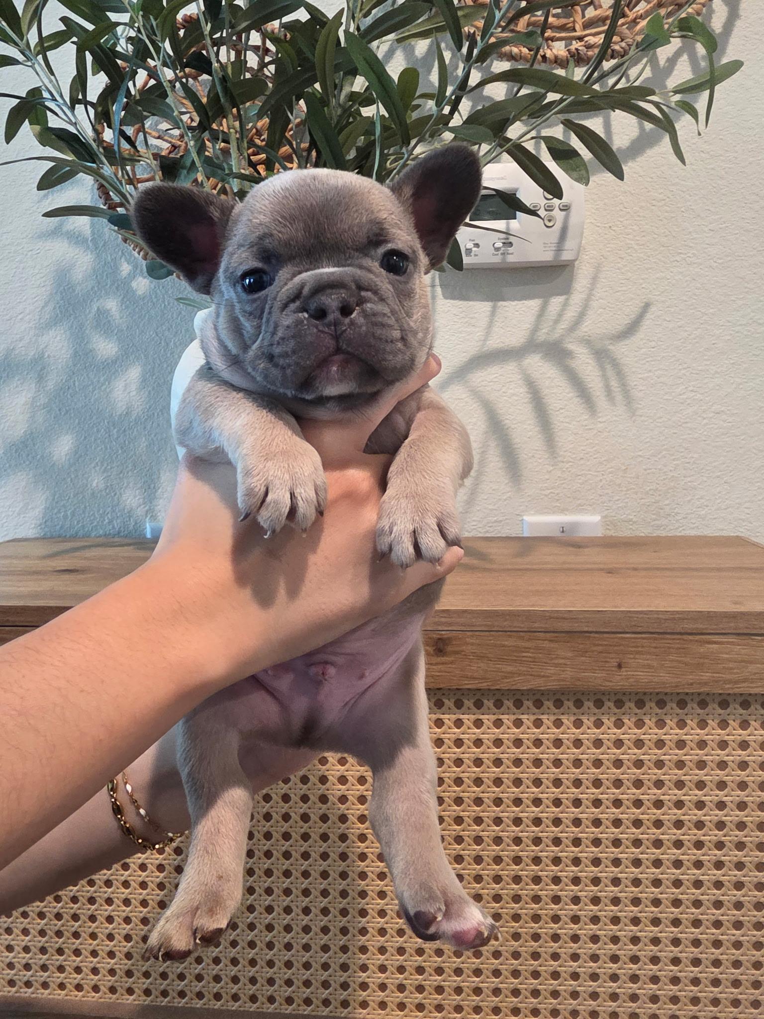Pete, adopted, Puppy Male French Bulldog.