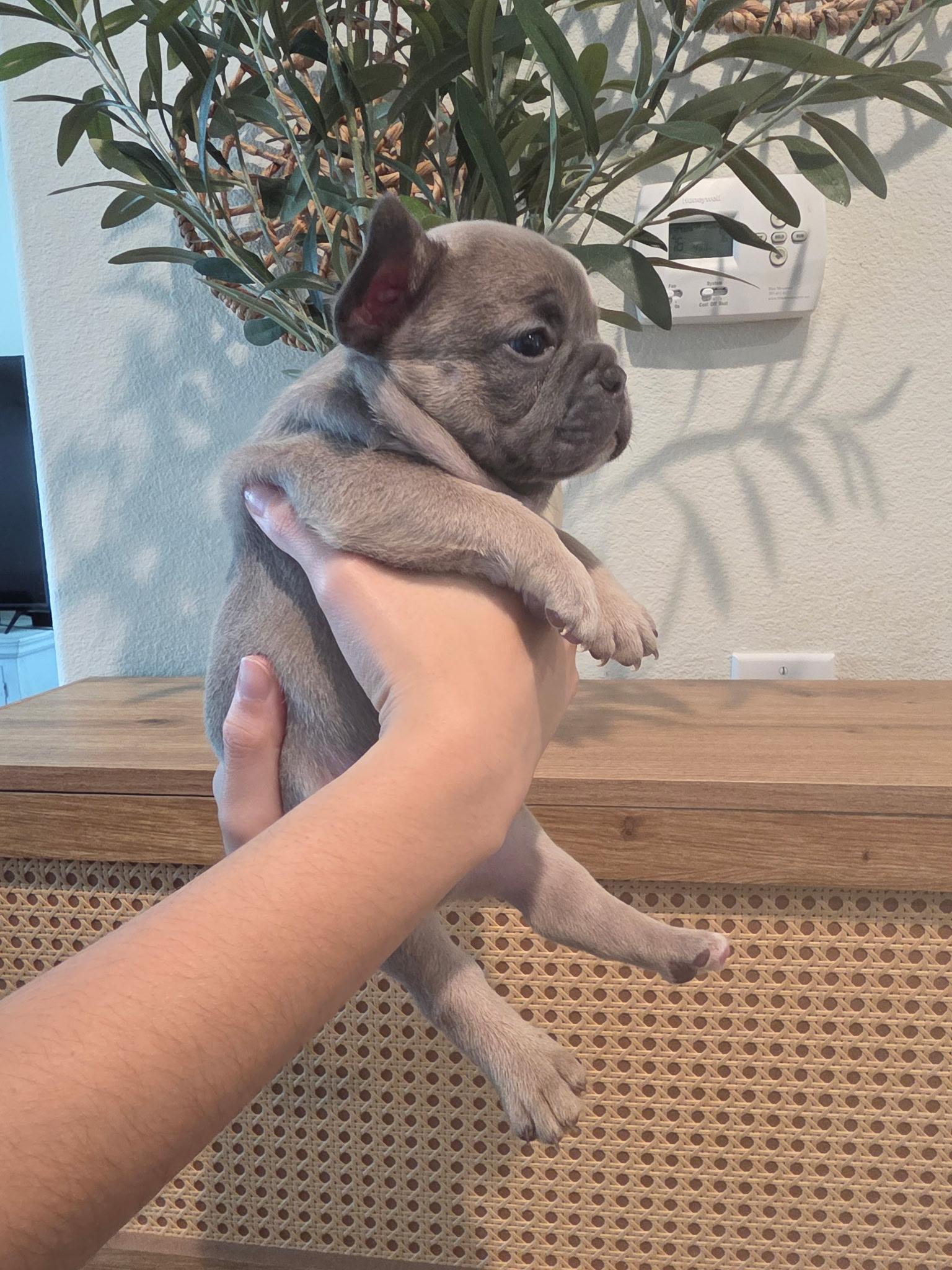 Pete, an adopted French Bulldog in Penryn, CA image 2/2