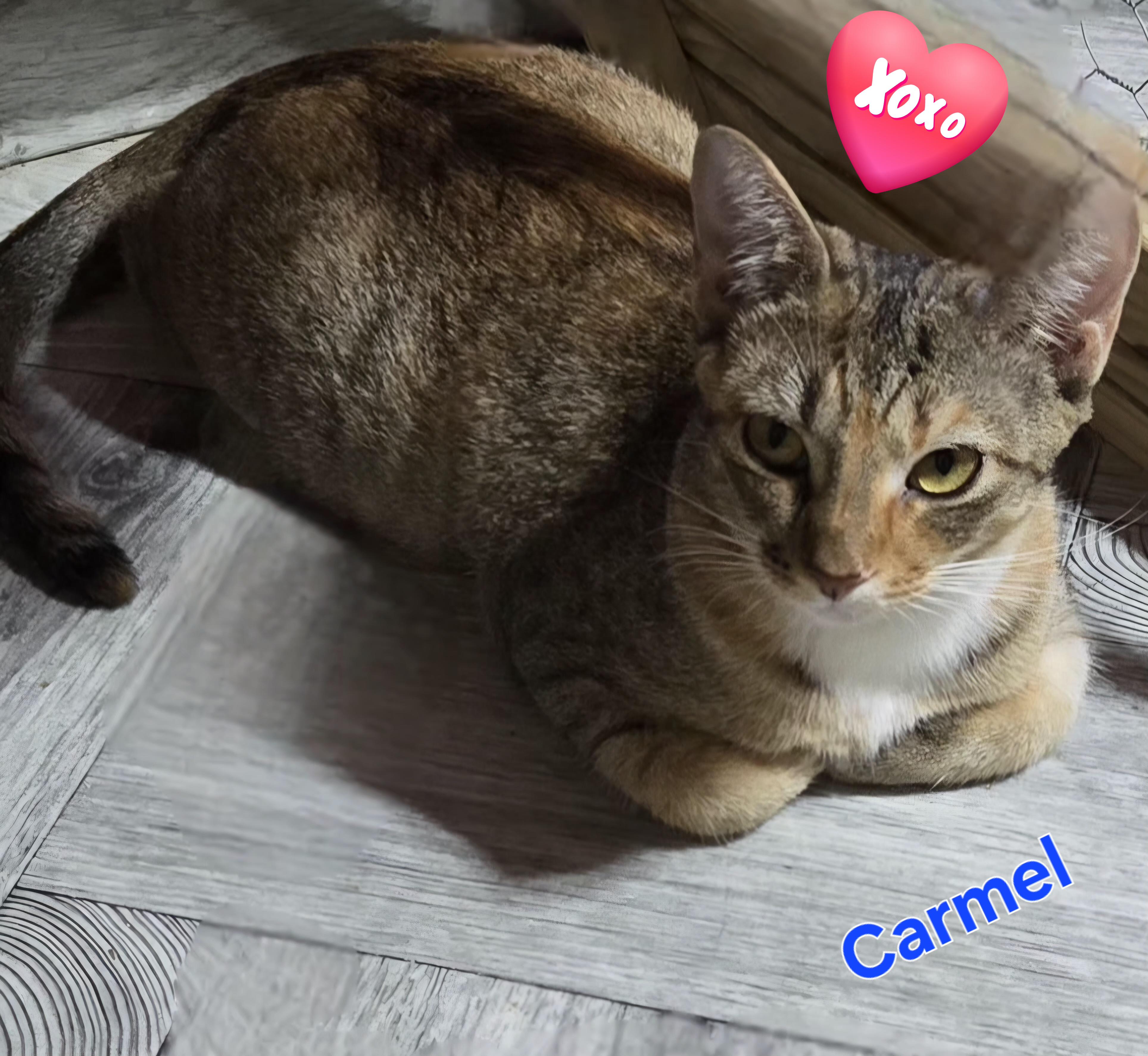 Enlarge Carmel, a Adoptable Domestic Short Hair in AUBURNDALE, FL image 1/1