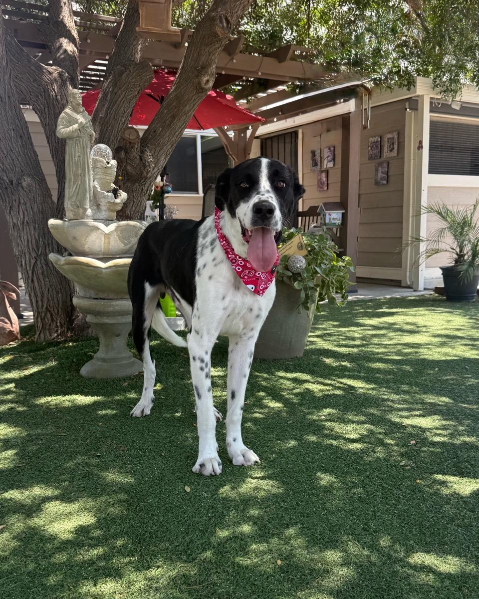Enlarge Mason, an adopted Great Dane in Temecula, CA image 1/1