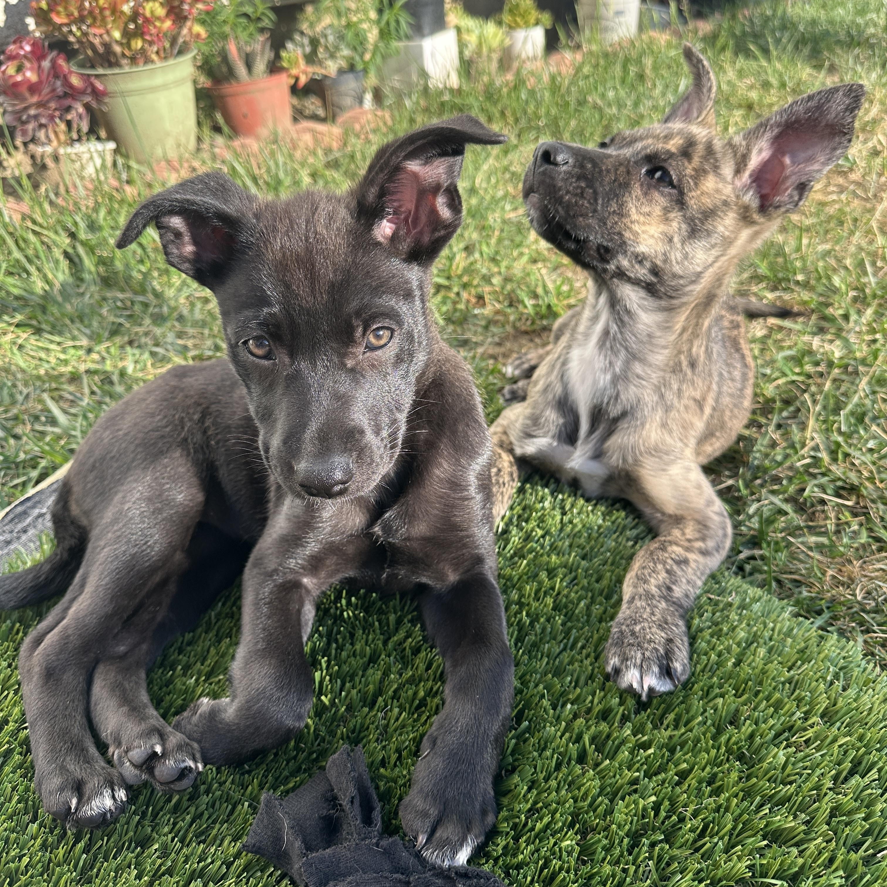 Cleo, a Adoptable mixed breed in Rocklin , CA image 2/5