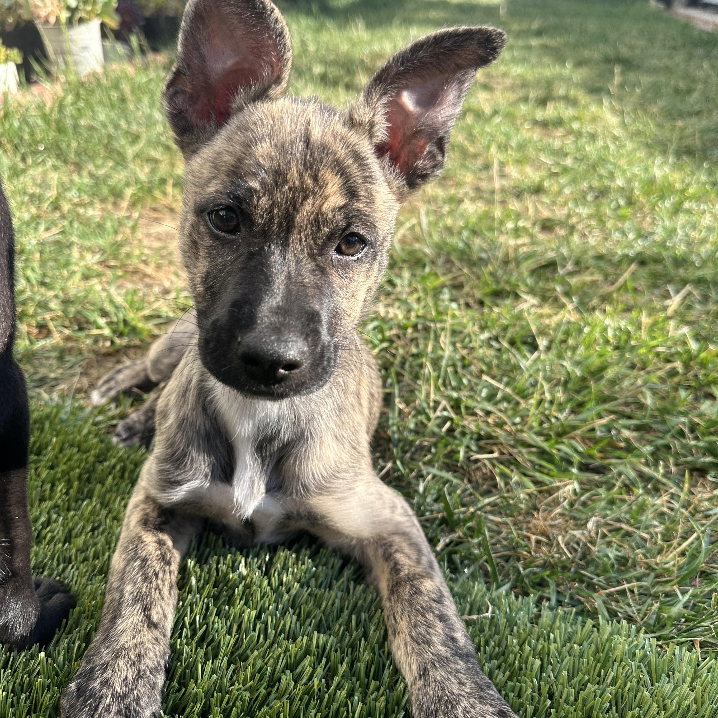 Cleo, Adoptable, Young Female Shepherd.