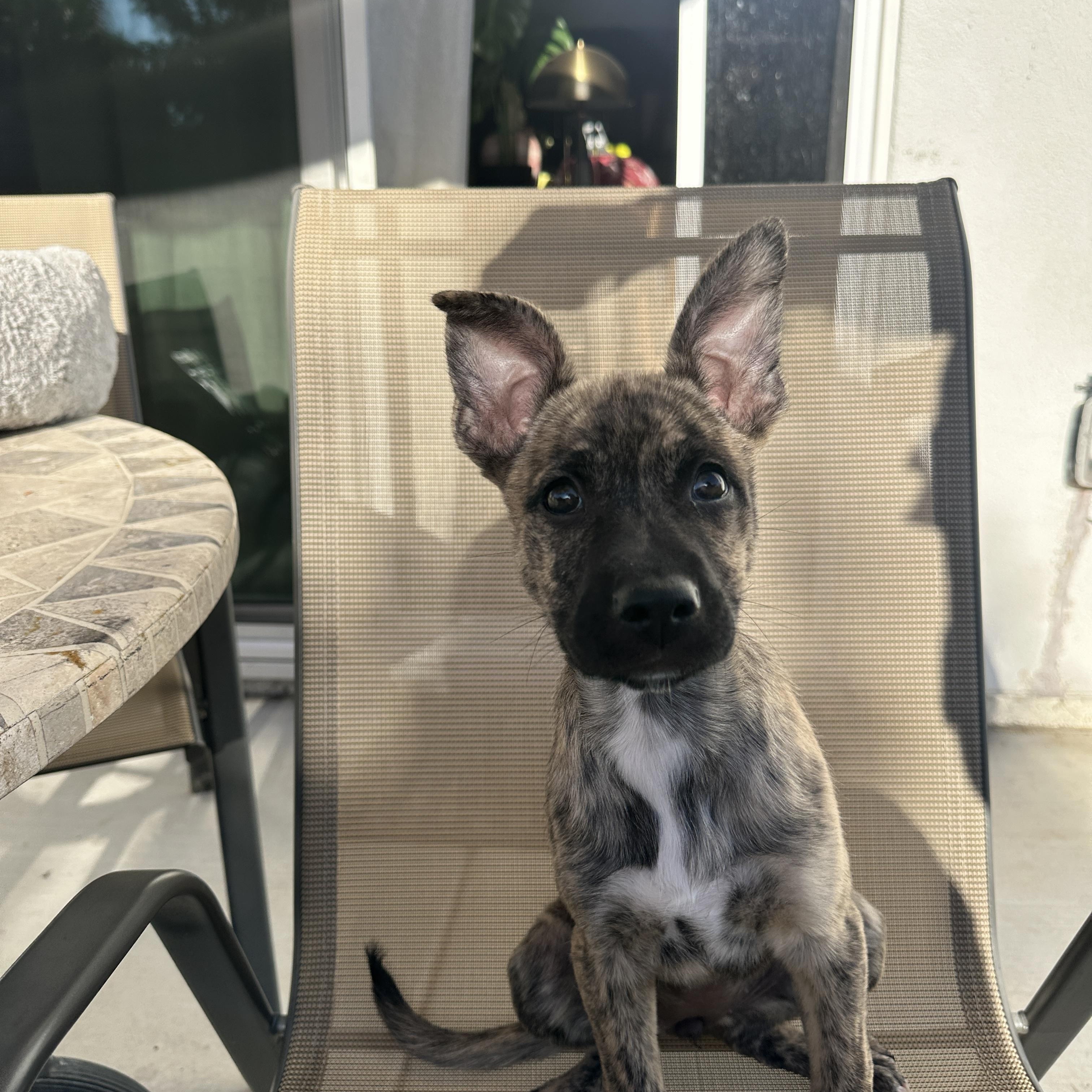Cleo, a Adoptable mixed breed in Rocklin , CA image 3/5