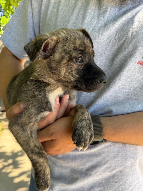 Cleo, a Adoptable mixed breed in Rocklin , CA image 4/5
