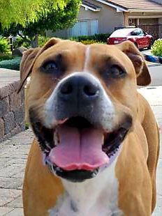 Enlarge Ginger, a Adoptable American Staffordshire Terrier in San Diego, CA image 1/6
