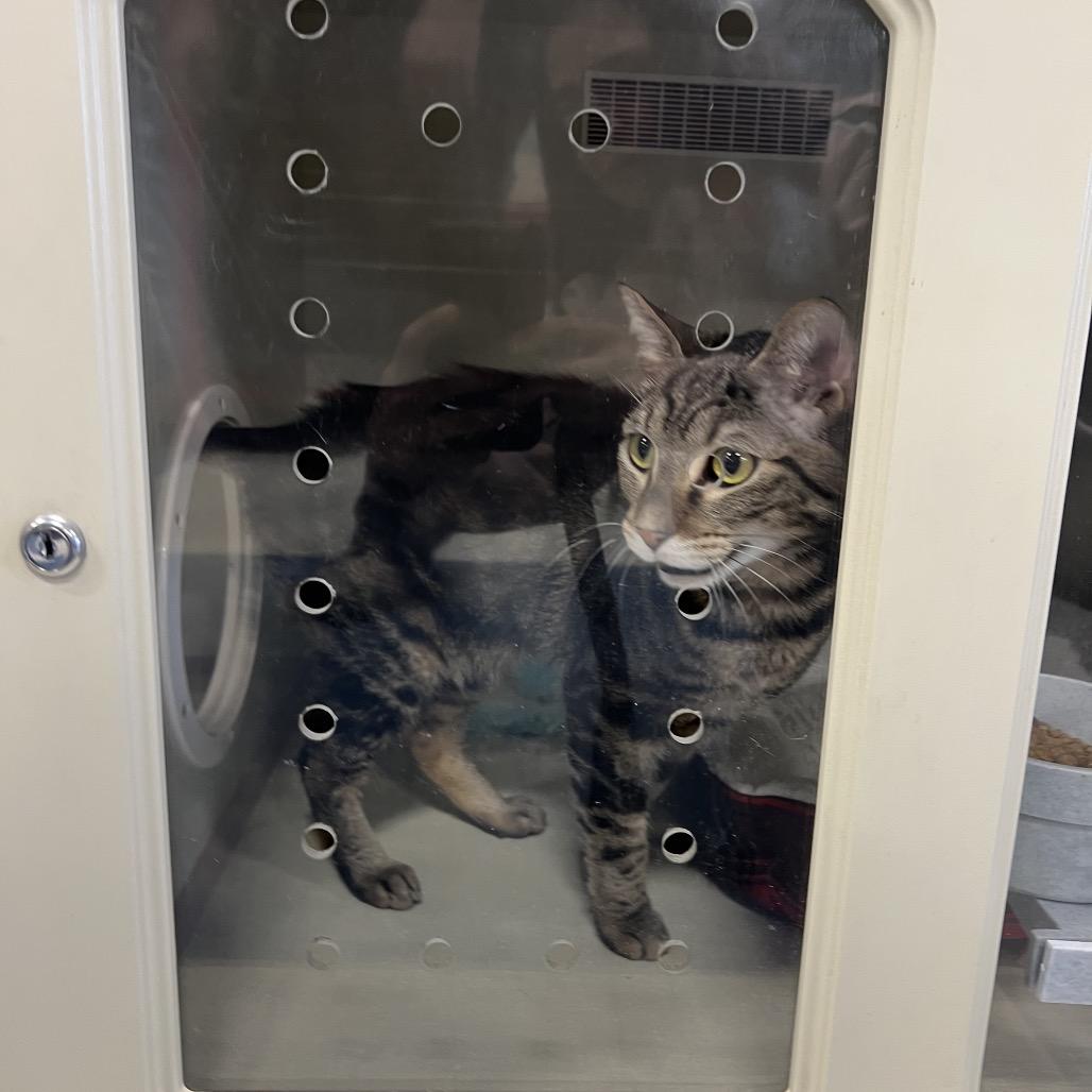 Enlarge Spinach Artichoke Dip, a Adoptable Domestic Short Hair in St. Paul, MN image 1/6