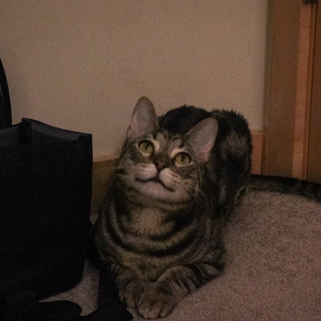 Enlarge Spinach Artichoke Dip, a Adoptable Domestic Short Hair in St. Paul, MN image 2/6