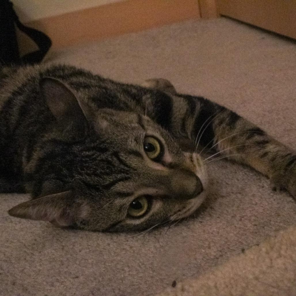 Enlarge Spinach Artichoke Dip, a Adoptable Domestic Short Hair in St. Paul, MN image 3/6