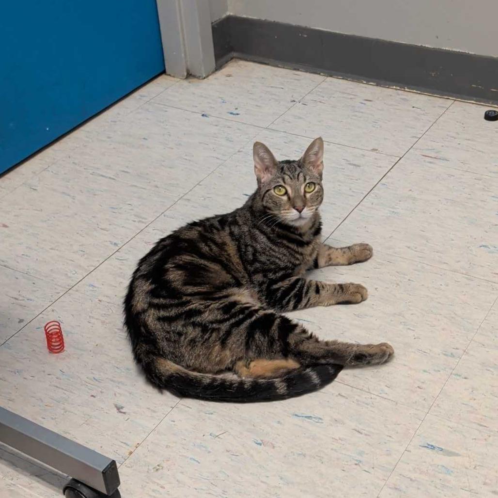 Enlarge Spinach Artichoke Dip, a Adoptable Domestic Short Hair in St. Paul, MN image 4/6