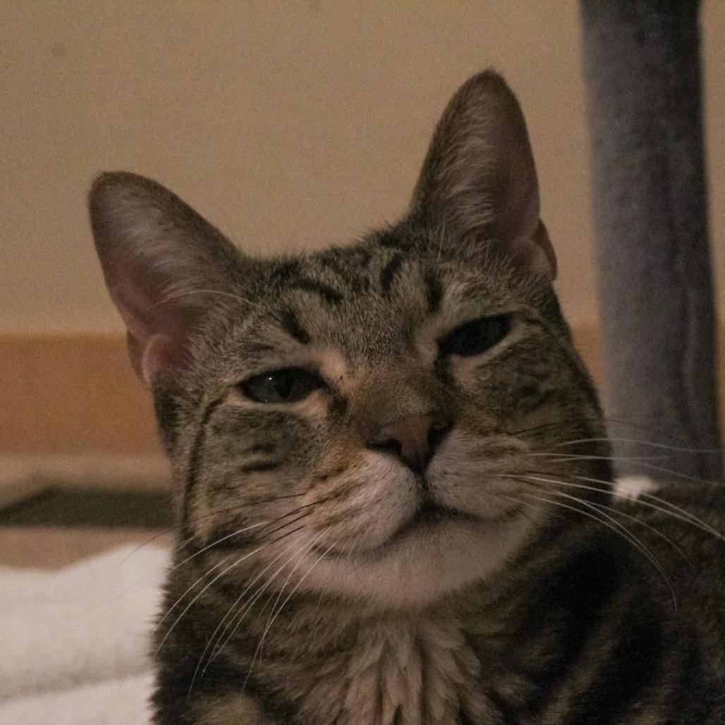 Enlarge Spinach Artichoke Dip, a Adoptable Domestic Short Hair in St. Paul, MN image 6/6