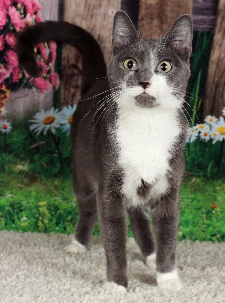 Kesler, Adoptable, Adult Female Domestic Short Hair.