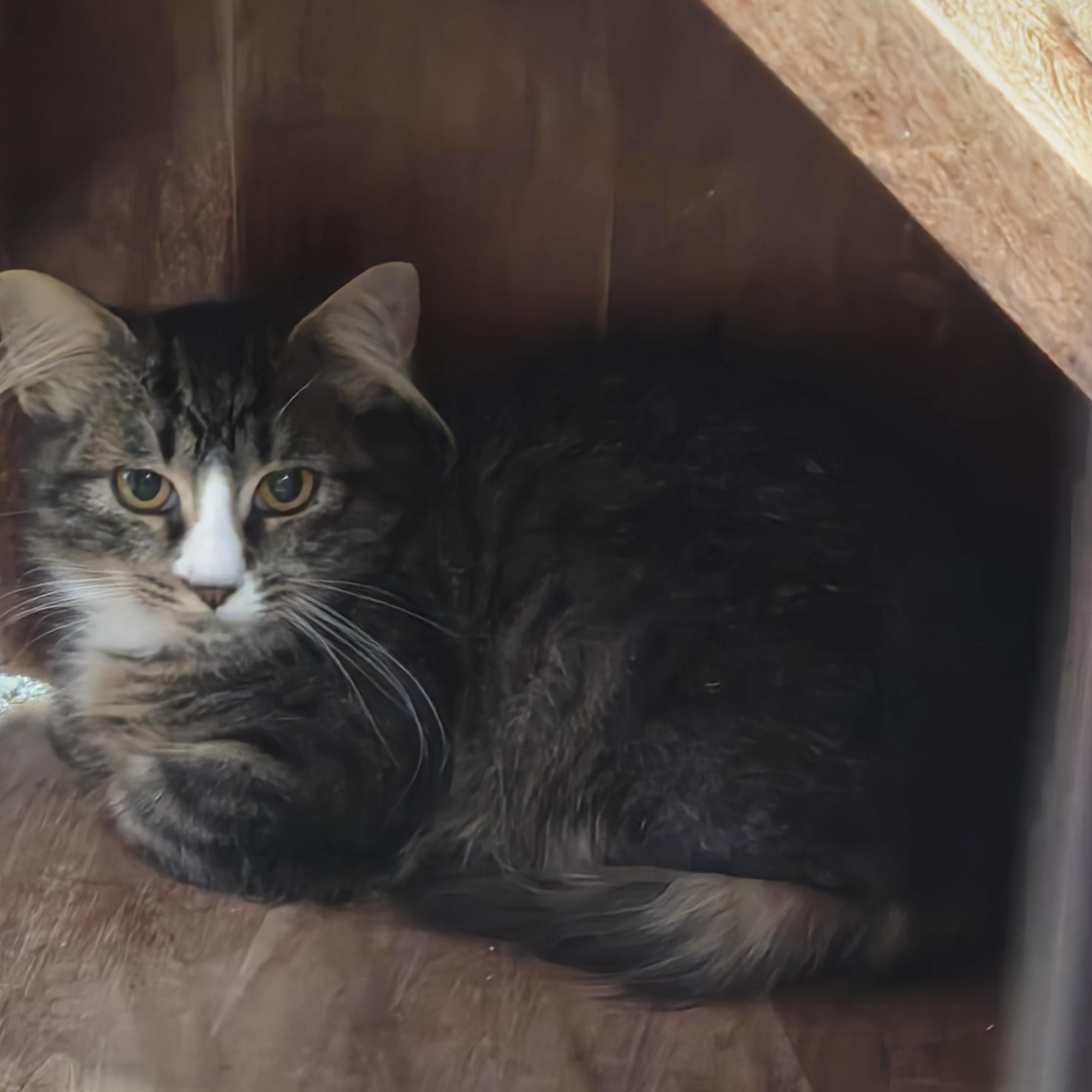 Butterball, Adoptable, Kitten Male Domestic Long Hair.