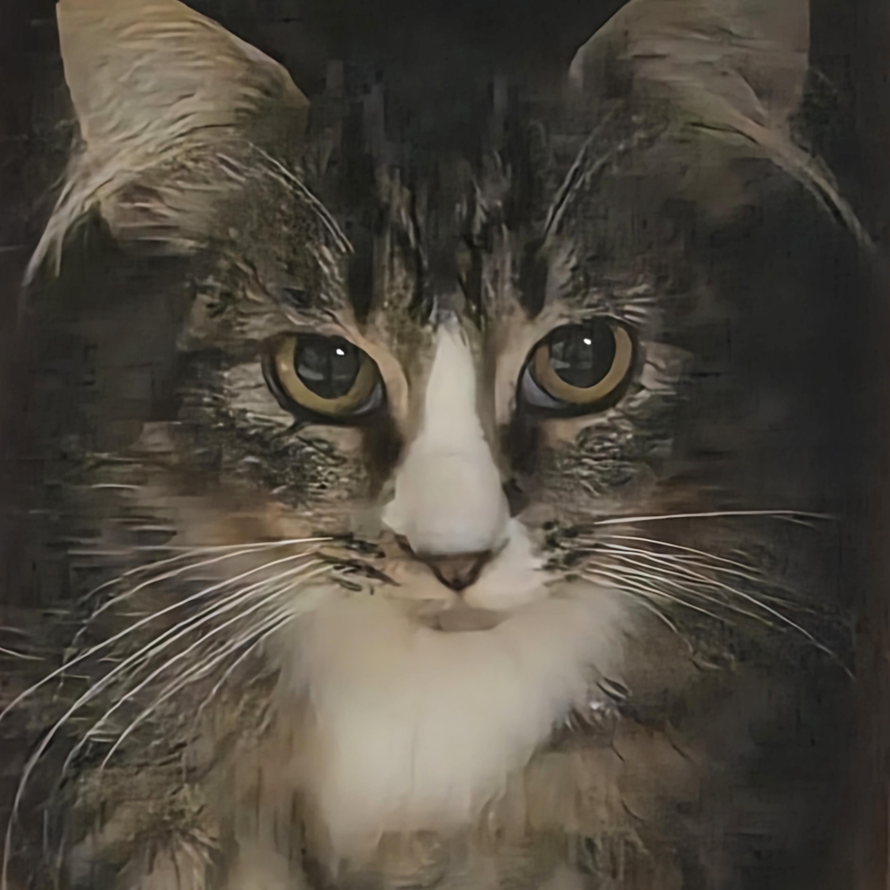 Enlarge Butterball, a Adoptable Domestic Long Hair in Greeley, CO image 2/2