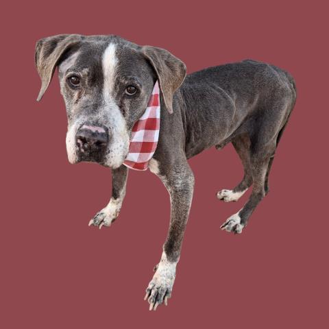 HEATHCLIFF, Adoptable, Senior Male Pit Bull Terrier & Mixed Breed.