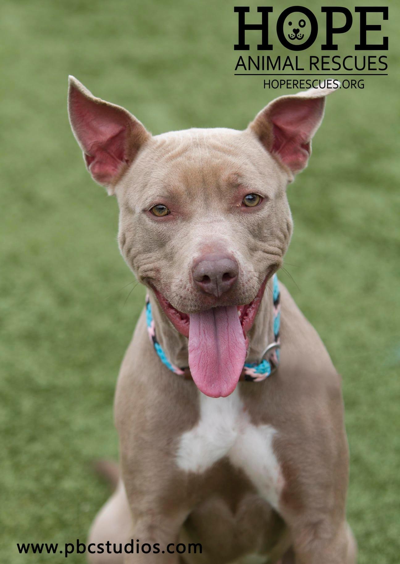 Enlarge Hailey, a Adoptable mixed breed in Godfrey, IL image 2/2