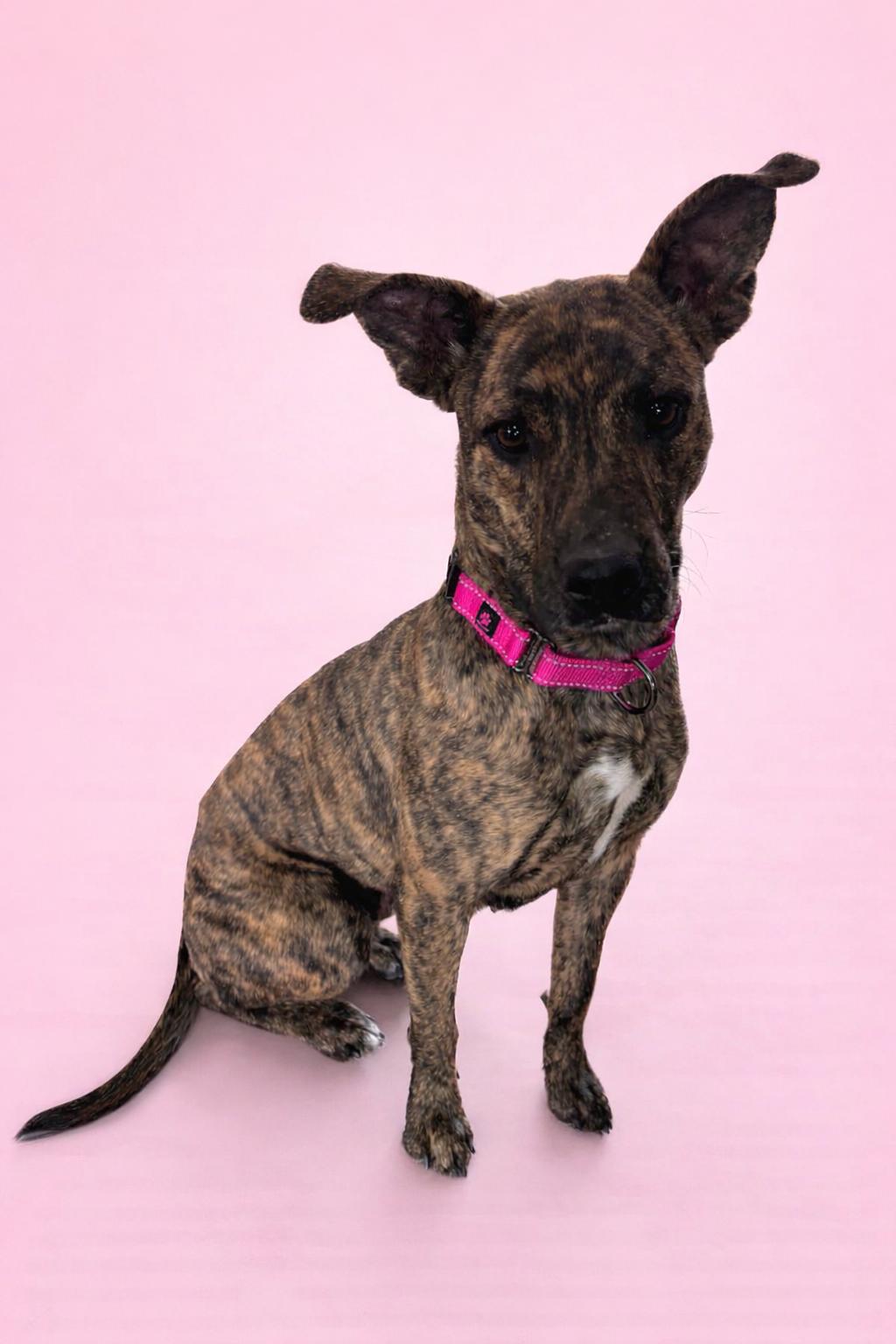 Maple, ADOPTABLE, Adult Female Mixed Breed.