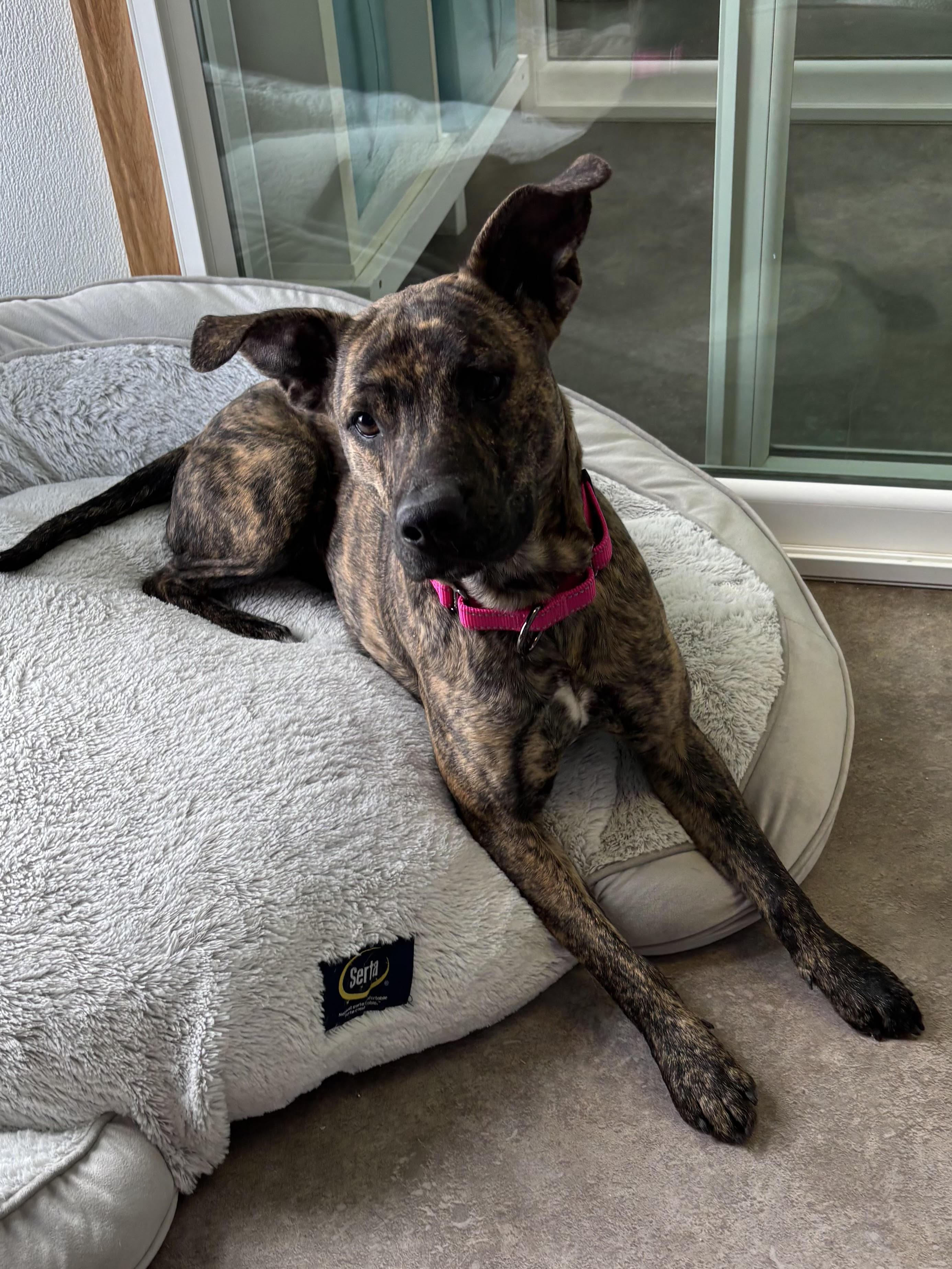 Enlarge Maple, a ADOPTABLE Mixed Breed in Rock Springs, WY image 2/2