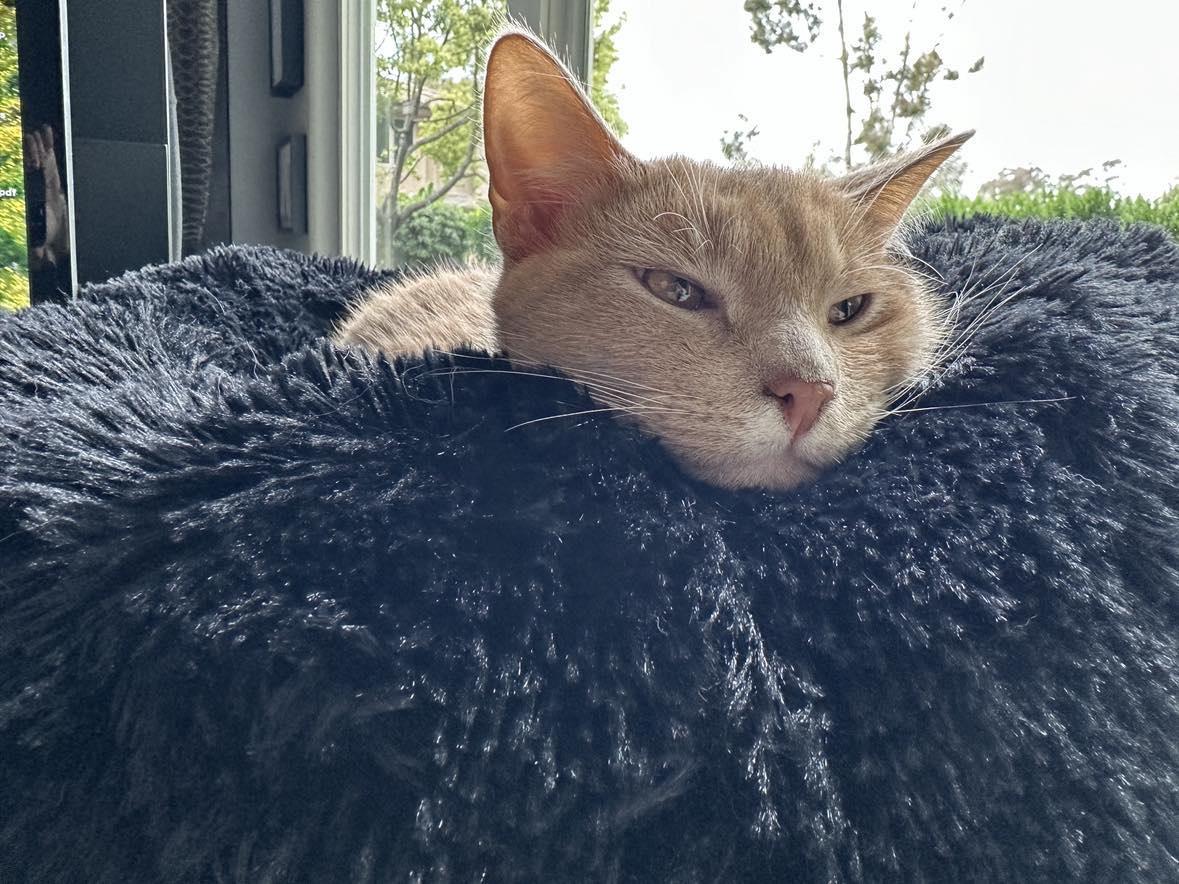 POTATO, a Adopted Domestic Medium Hair in San Diego, CA image 1/4