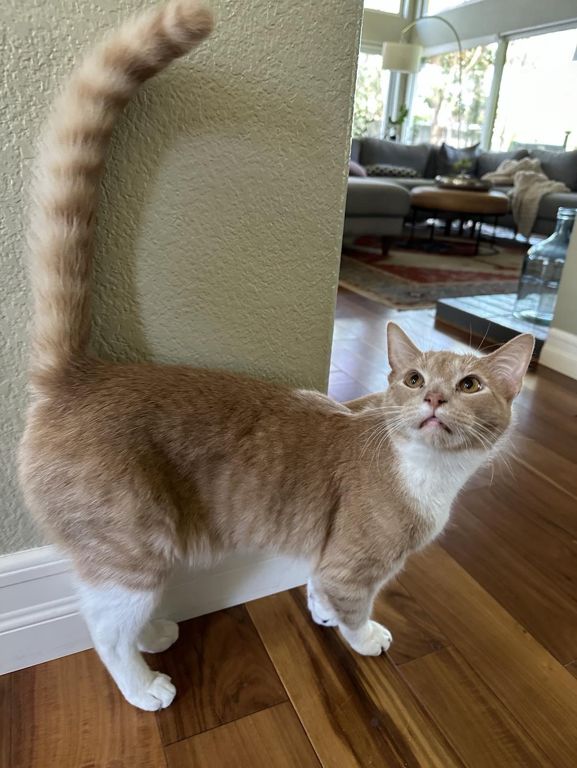 POTATO, a Adopted Domestic Medium Hair in San Diego, CA image 2/4