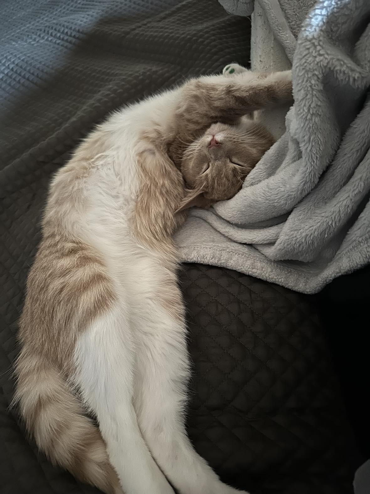 POTATO, Adopted, Young Male Domestic Medium Hair.