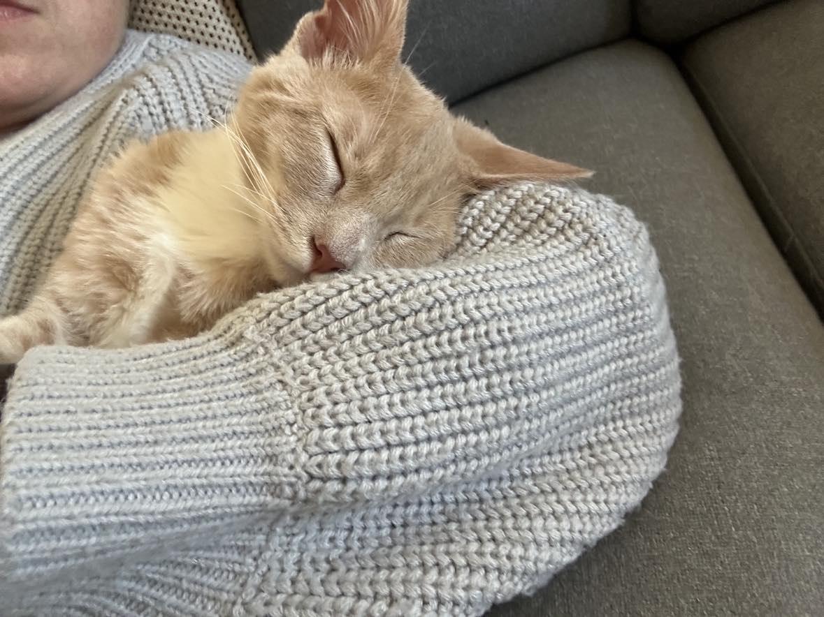 POTATO, a Adopted Domestic Medium Hair in San Diego, CA image 4/4