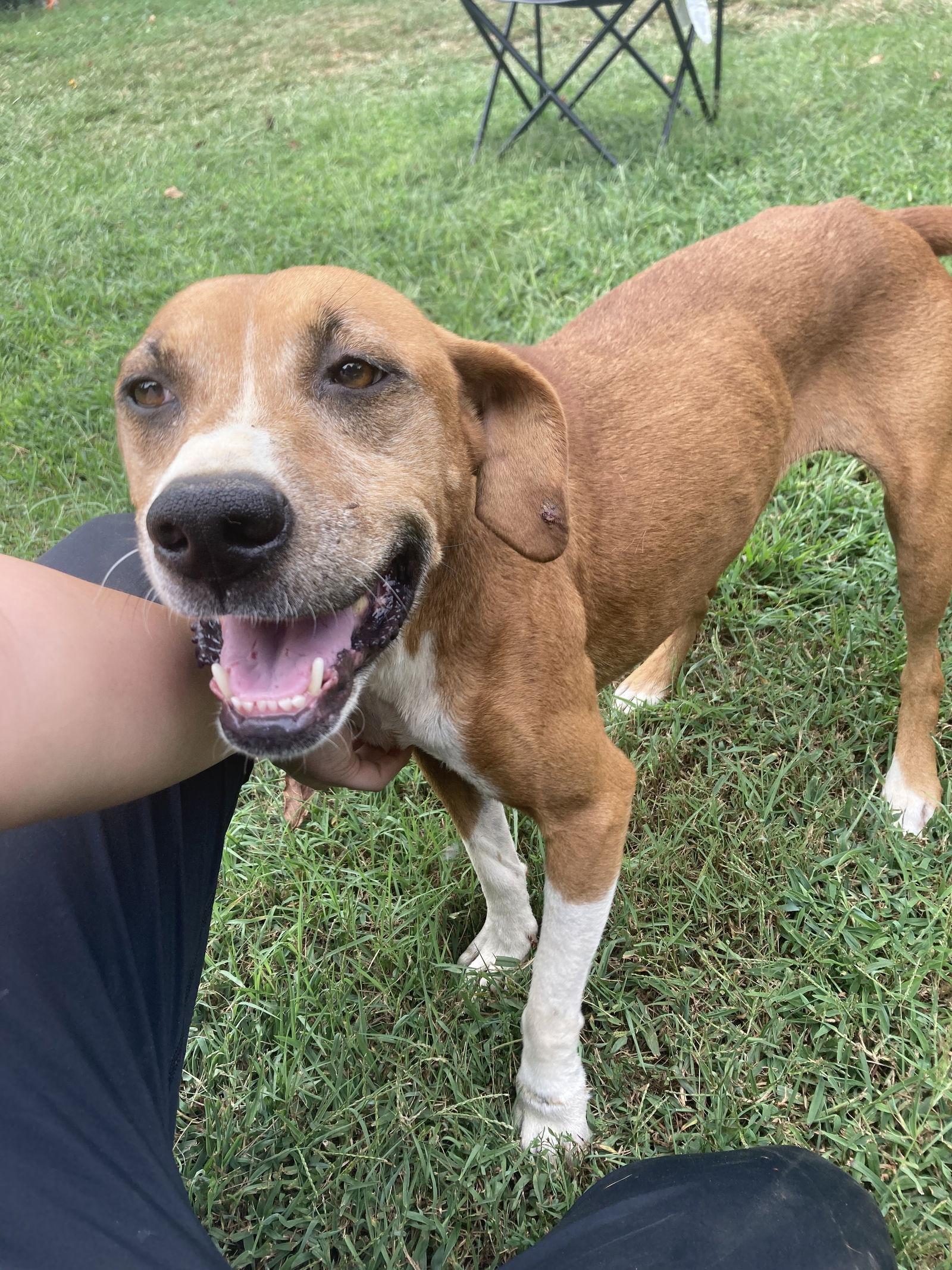 Sage Mae, a Adoptable Beagle in Chatham, VA image 1/3