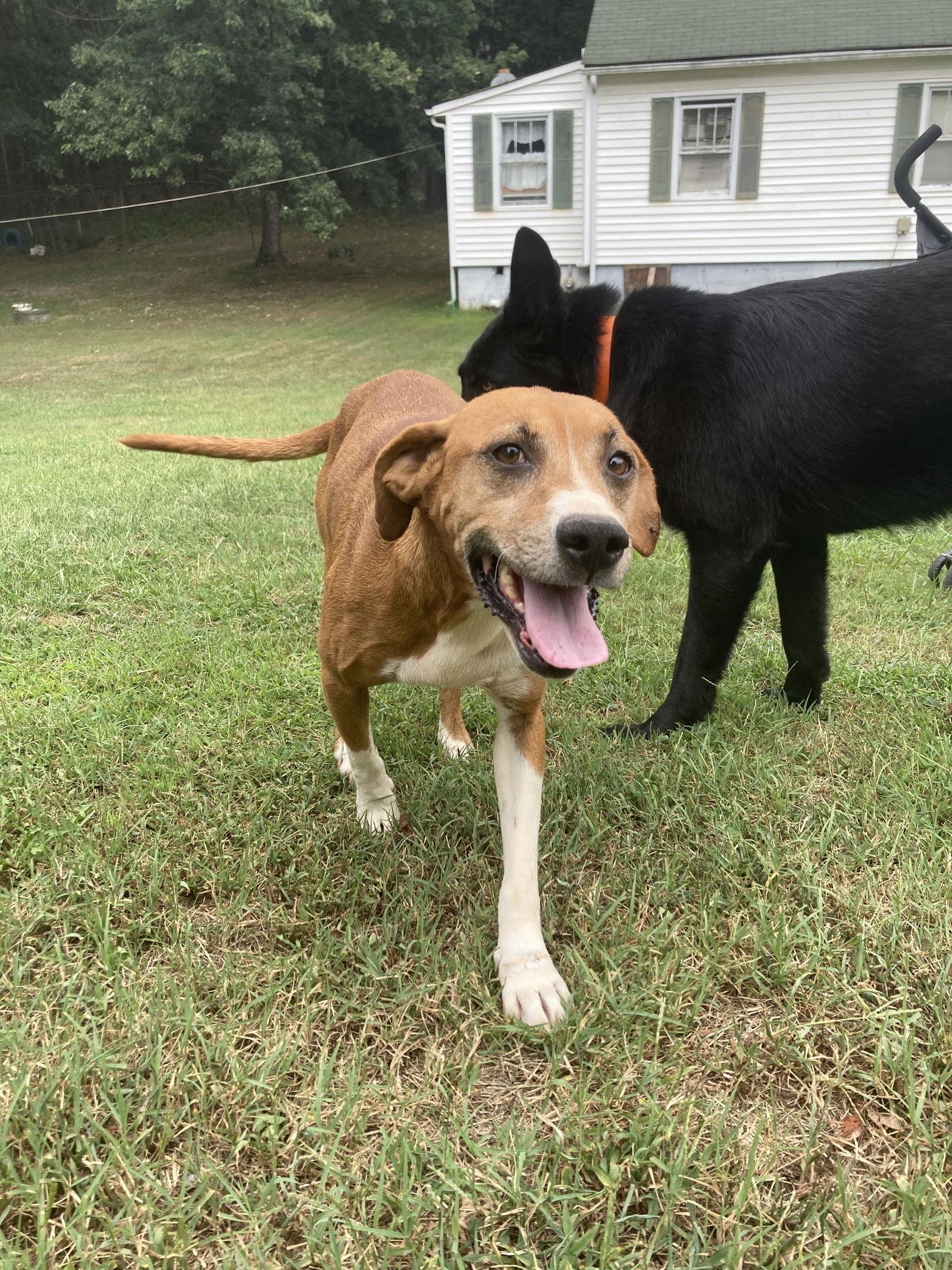 Sage Mae, a Adoptable Beagle in Chatham, VA image 2/3